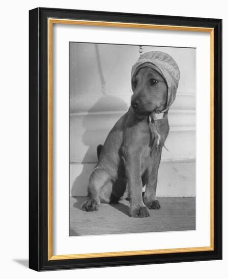 Puppy Wearing a Bonnet Participating in the Dog Fashion Show-null-Framed Photographic Print