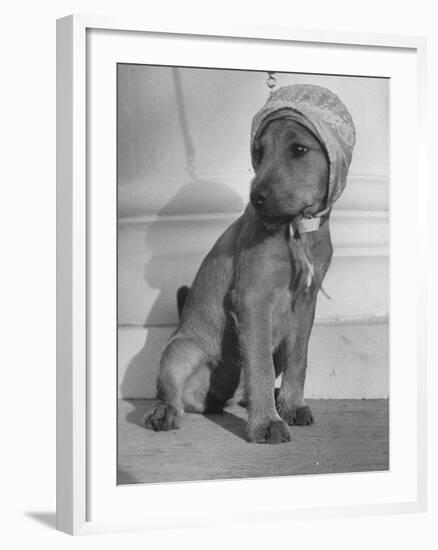 Puppy Wearing a Bonnet Participating in the Dog Fashion Show-null-Framed Photographic Print