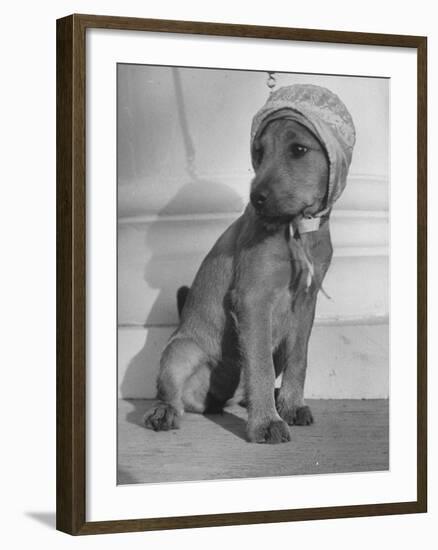 Puppy Wearing a Bonnet Participating in the Dog Fashion Show-null-Framed Photographic Print