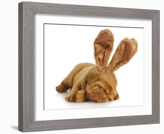 Puppy Wearing Bunny Ears - Dog De Bordeaux Wearing Easter Bunny Ears on White Background-Willee Cole-Framed Photographic Print