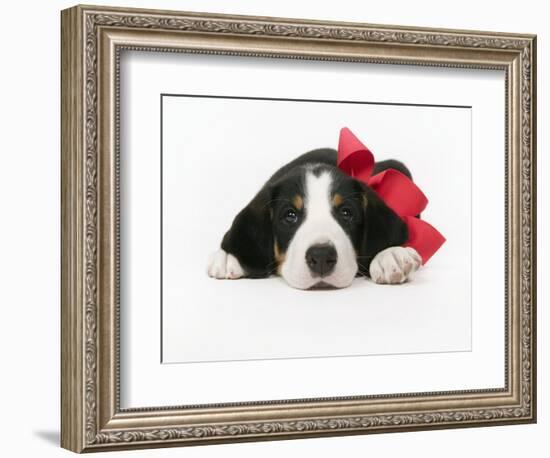 Puppy Wearing Red Bow-Chris Carroll-Framed Photographic Print
