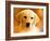 Puppy-Ata Alishahi-Framed Giclee Print