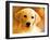 Puppy-Ata Alishahi-Framed Giclee Print