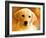 Puppy-Ata Alishahi-Framed Giclee Print