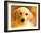 Puppy-Ata Alishahi-Framed Giclee Print