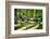 Pure Bamboo Spring-George Oze-Framed Photographic Print