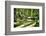 Pure Bamboo Spring-George Oze-Framed Photographic Print