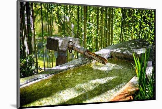 Pure Bamboo Spring-George Oze-Mounted Photographic Print