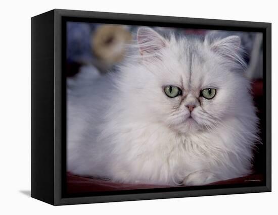 Pure Bred White Persian Domestic Cat-Lynn M^ Stone-Framed Premier Image Canvas