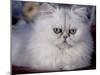 Pure Bred White Persian Domestic Cat-Lynn M^ Stone-Mounted Photographic Print