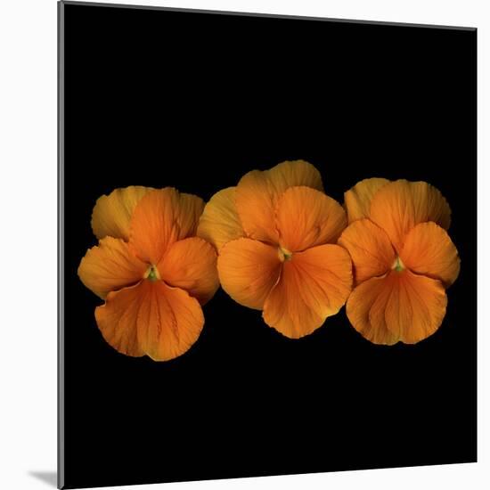 Pure Eye Candy - Orange Violets 1-Magda Indigo-Mounted Photographic Print