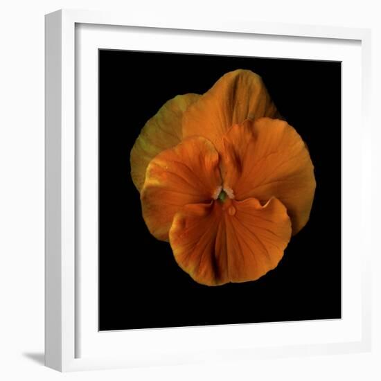 Pure Eye Candy - Orange Violets 2-Magda Indigo-Framed Photographic Print