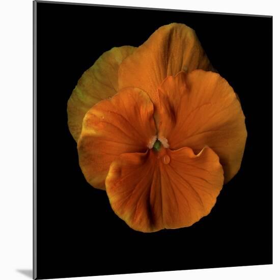 Pure Eye Candy - Orange Violets 2-Magda Indigo-Mounted Photographic Print