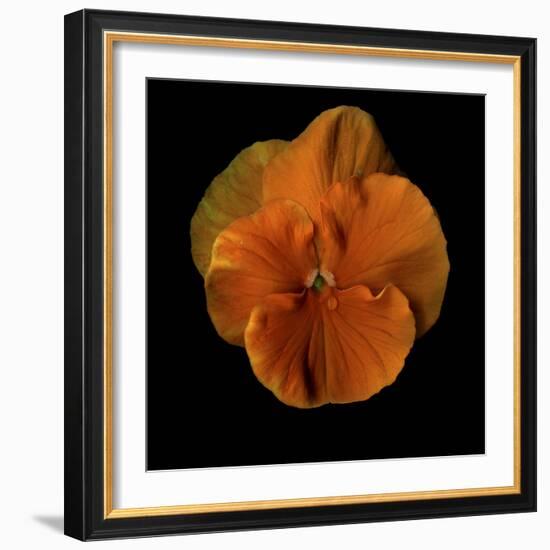 Pure Eye Candy - Orange Violets 2-Magda Indigo-Framed Photographic Print