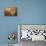 Pure Eyes-Joh Naito-Framed Premier Image Canvas displayed on a wall