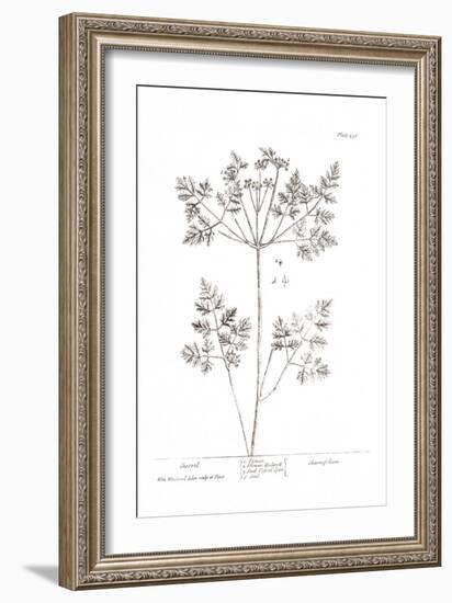 Pure Herbal - Chervil-Elizabeth Blackwell-Framed Giclee Print