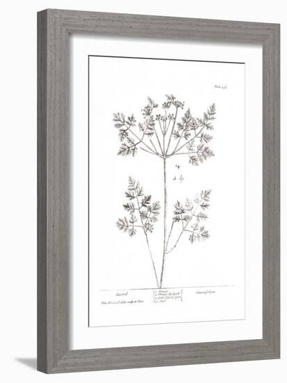 Pure Herbal - Chervil-Elizabeth Blackwell-Framed Giclee Print