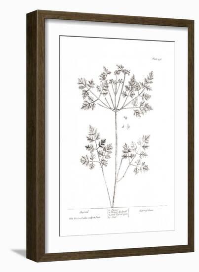 Pure Herbal - Chervil-Elizabeth Blackwell-Framed Giclee Print