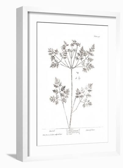 Pure Herbal - Chervil-Elizabeth Blackwell-Framed Giclee Print