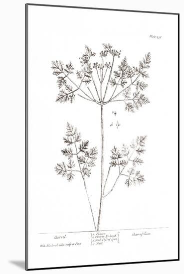 Pure Herbal - Chervil-Elizabeth Blackwell-Mounted Giclee Print