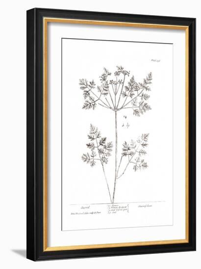 Pure Herbal - Chervil-Elizabeth Blackwell-Framed Giclee Print