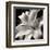 Pure Lily-null-Framed Art Print