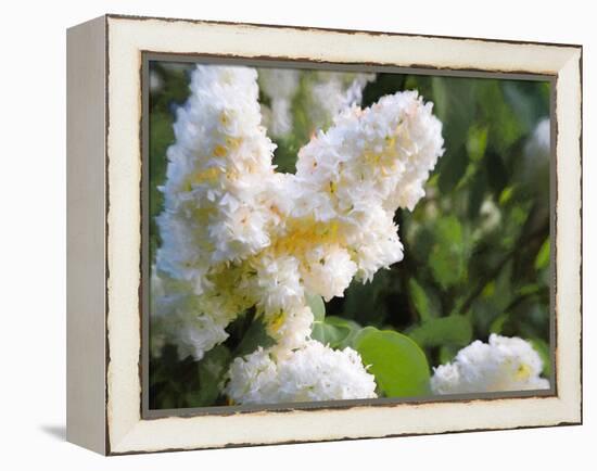 Pure White Lilac, 2018-Helen White-Framed Premier Image Canvas