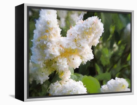 Pure White Lilac, 2018-Helen White-Framed Premier Image Canvas