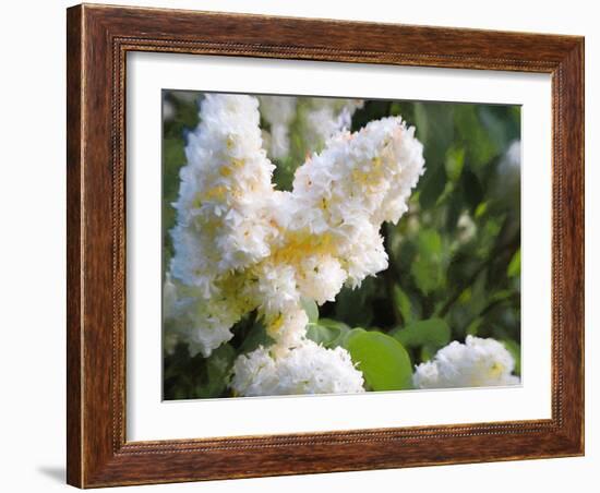 Pure White Lilac, 2018-Helen White-Framed Giclee Print