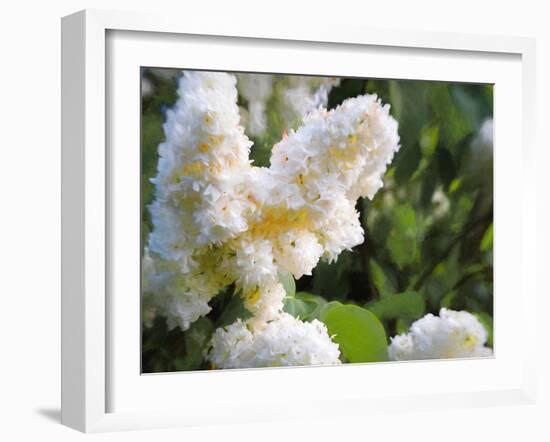 Pure White Lilac, 2018-Helen White-Framed Giclee Print