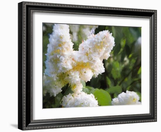 Pure White Lilac, 2018-Helen White-Framed Giclee Print