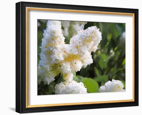 Pure White Lilac, 2018-Helen White-Framed Giclee Print