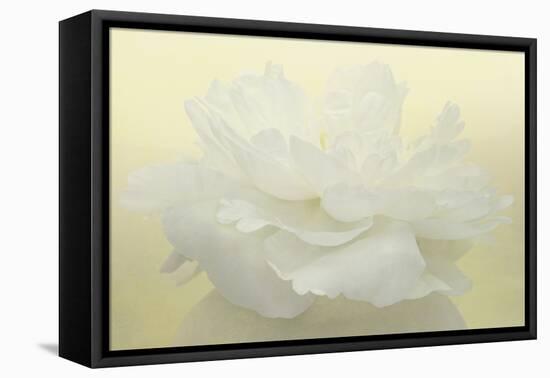 Pure White Peony-Cora Niele-Framed Premier Image Canvas