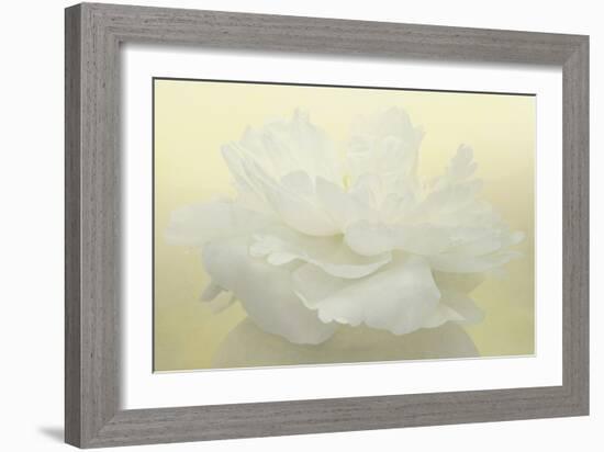 Pure White Peony-Cora Niele-Framed Photographic Print