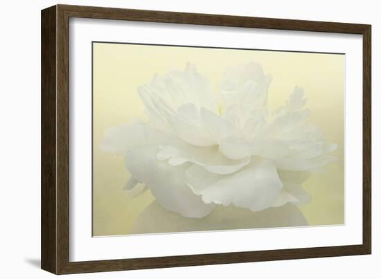 Pure White Peony-Cora Niele-Framed Photographic Print