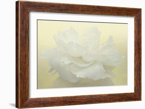 Pure White Peony-Cora Niele-Framed Photographic Print