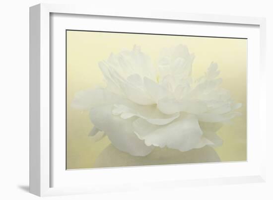 Pure White Peony-Cora Niele-Framed Photographic Print