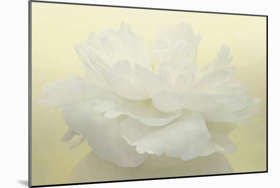 Pure White Peony-Cora Niele-Mounted Photographic Print