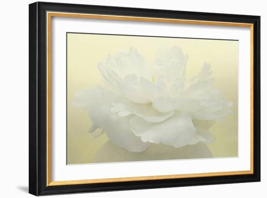 Pure White Peony-Cora Niele-Framed Photographic Print