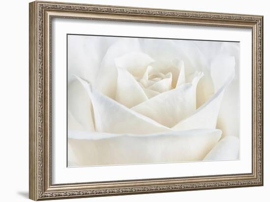 Pure White Rose-Cora Niele-Framed Photographic Print