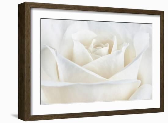 Pure White Rose-Cora Niele-Framed Photographic Print