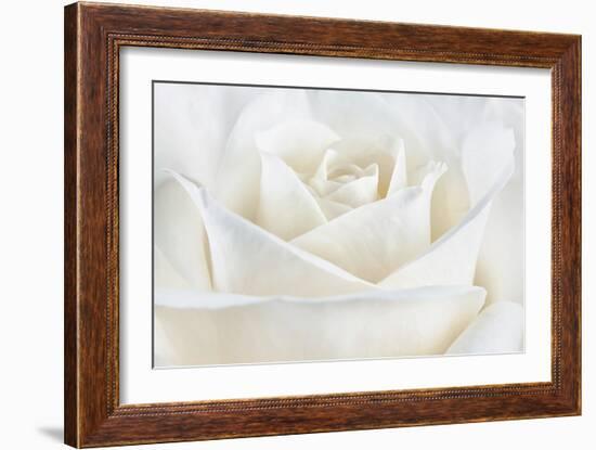 Pure White Rose-Cora Niele-Framed Photographic Print