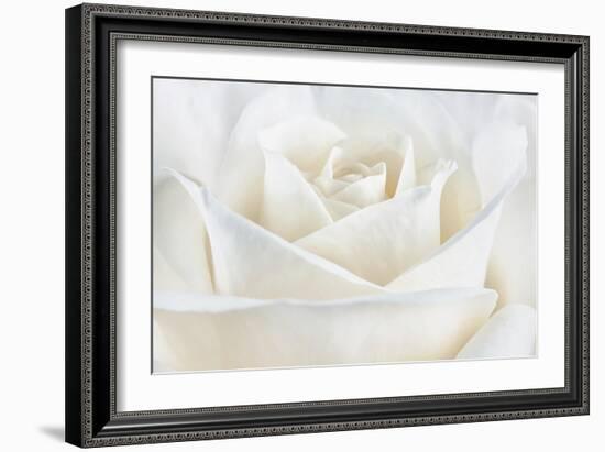 Pure White Rose-Cora Niele-Framed Photographic Print