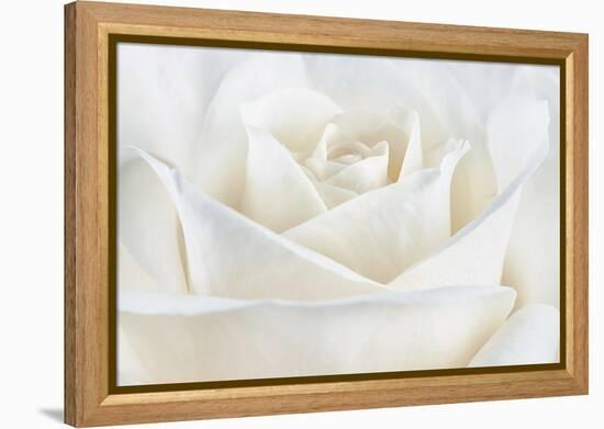 Pure White Rose-Cora Niele-Framed Premier Image Canvas