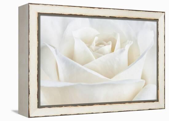 Pure White Rose-Cora Niele-Framed Premier Image Canvas