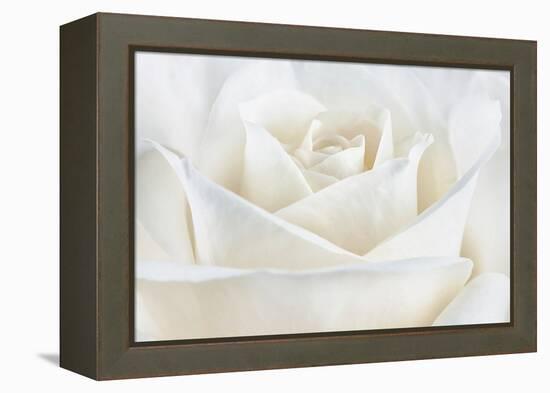 Pure White Rose-Cora Niele-Framed Premier Image Canvas