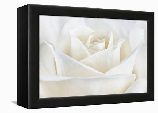 Pure White Rose-Cora Niele-Framed Premier Image Canvas