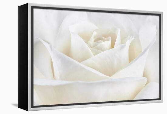 Pure White Rose-Cora Niele-Framed Premier Image Canvas