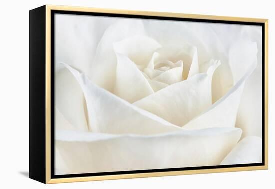 Pure White Rose-Cora Niele-Framed Premier Image Canvas