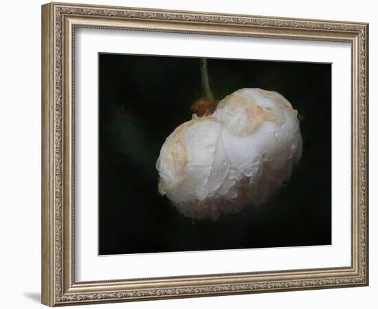 Pure White-Helen White-Framed Photographic Print